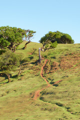 Portugal, Madeira Island, Fanal, Fanal Forest, Laurisilva Forest, UNESCO World Heritage Site