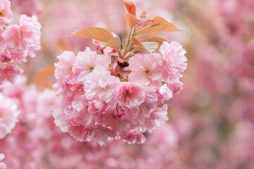 Soft focus image of blooming pink cherry sakura blossom branches under bright spring light creating romantic and dreamy seasonal spring backgrounds, romantic themes, seasonal design