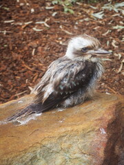 Kookaburra Bird Standing on a Rock in Natural Outdoor Setting in Australia