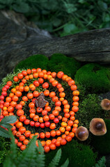 spiral made of rowanberry and little frog in forest, natural background close up. Magic ritual, Witchcraft. Wiccan esoteric practice with handmade beads of rowan berry for protect, positive spirit