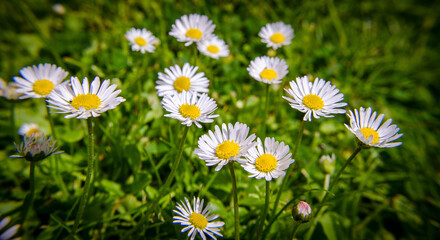 Fototapeta premium Daisies with white petals and yellow center in a green meadow