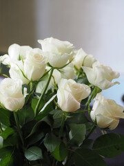 close up of a white roses against a neutral grey white background