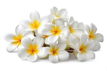 Naklejka premium Cluster of Plumeria Flowers