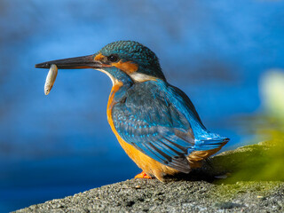 魚を食べるカワセミ