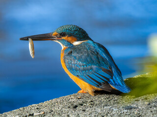 魚を食べるカワセミ