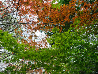 山の青紅葉