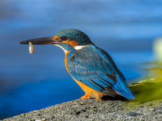 魚を食べるカワセミ