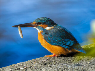 魚を食べるカワセミ