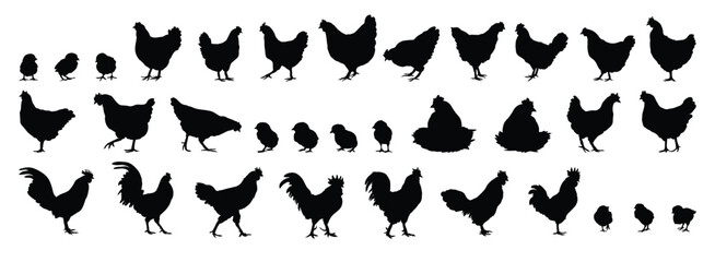 hen or chicken, rooster and chicks silhouette set. hen, rooster and chicks isolated farm animal silhouette icon vector collection