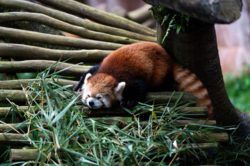 A red panda is sleeping on a pile of bamboo