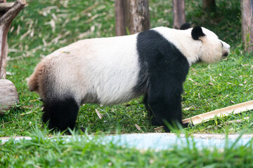 A panda bear is walking through a grassy area