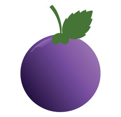 plum fruit vector illustration