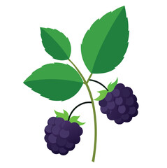 bunch of grapes