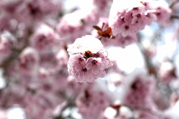 Spring blossom bushes and trees in the city courtyard covered with snow
