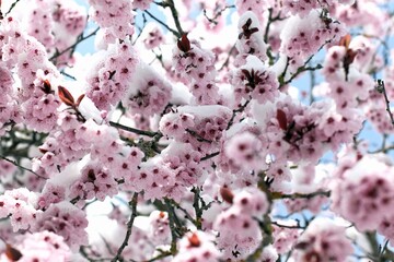 Spring blossom bushes and trees in the city courtyard covered with snow