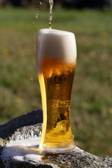 Beer. A glass of beer close-up against the setting sun. A cold, light craft beer in a glass