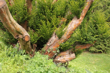 Characteristic tree trunk in Zleby, the Czech Republic