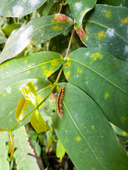 Trabala vishnou caterpillar crawling on damaged green leaves | Macro wildlife photography highlighting nature's resilience and pest lifecycle