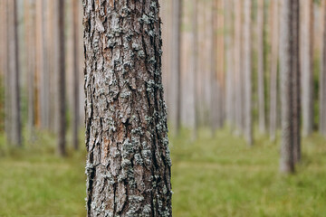 brown pine tree trunk, bark with bluish northern moss, beautiful pattern, texture, nature, forest in background, international earth day, ecology and environmental protection concept, copy space