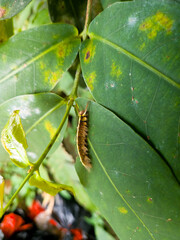 Trabala vishnou caterpillar crawling on damaged green leaves | Macro wildlife photography highlighting nature's resilience and pest lifecycle