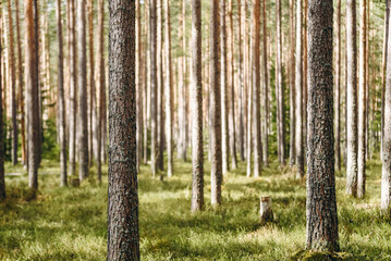 Fototapeta premium brown pine tree forest, bark with bluish northern moss, beautiful nature background, international earth day, ecology and environmental protection concept, copy space