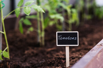A sign with the inscription tomatoes. Tomato seedlings are planted in the ground. The concept of...