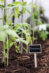 A sign with the inscription tomatoes. Tomato seedlings are planted in the ground. The concept of spring planting of vegetables and agriculture.
