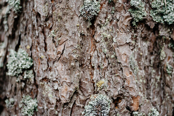 Fototapeta premium brown pine tree bark texture with bluish northern moss, tree trunk, beautiful pattern, nature background, international earth day, ecology and environmental protection concept, macro photo, copy space