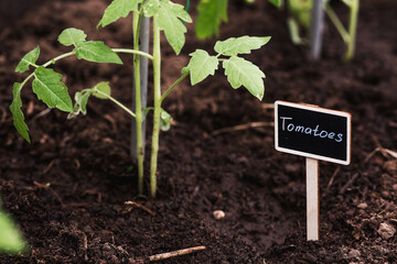 A sign with the inscription tomatoes. Tomato seedlings are planted in the ground. The concept of spring planting of vegetables and agriculture.