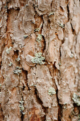 brown pine tree bark texture with bluish northern moss, tree trunk, beautiful pattern, nature...