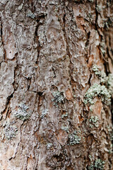 brown pine tree bark texture with bluish northern moss, tree trunk, beautiful pattern, nature background, international earth day, ecology and environmental protection concept, macro photo, copy space