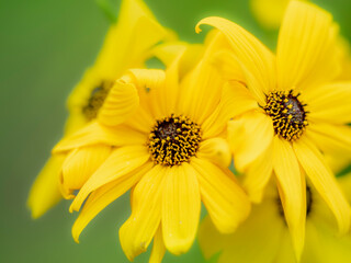 夏から秋の公園や花壇を彩るヤナギバヒマワリのある風景。自然風景素材。眩しい日差しでボケた景色。ぼんやりした花畑のイメージ。
