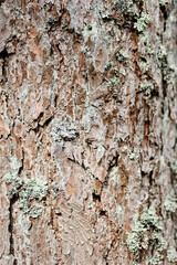 brown pine tree bark texture with bluish northern moss, tree trunk, beautiful pattern, nature...