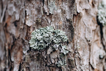 brown pine tree bark texture with bluish northern moss, tree trunk, beautiful pattern, nature...