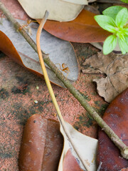 Tiny ant navigating across twig among autumn leaves on terracotta surface | Macro nature...