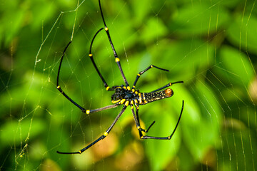 spider on a green leaf
