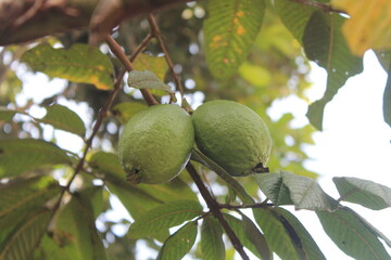 2 guavas ready to be picked

