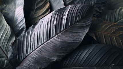 Fototapeta premium Develop an oil leaf painting with a solid charcoal grey background, Abstract black leaf textures 
