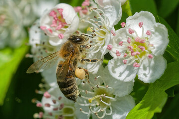 Dunkle Europäische Honigbiene am Eingriffeligen Weißdorn