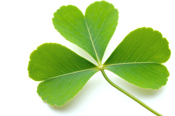 four leaf clover on a white background