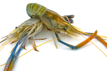 Fresh river prawns isolated on white background. Big freshwater prawns. River prawns for cooking.