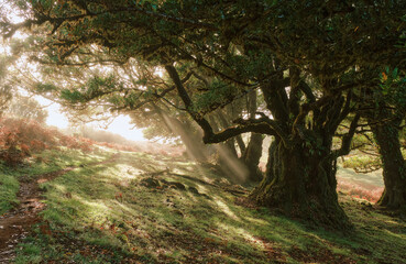 Portugal, Madeira Island, Fanal, Fanal Forest, Laurisilva Forest, UNESCO World Heritage Site