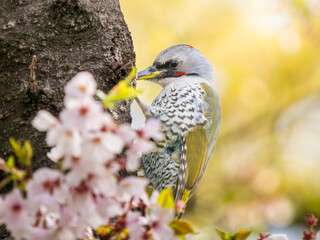 桜とアオゲラ・キツツキ