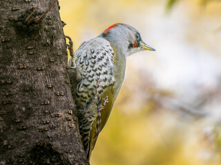 桜とアオゲラ・キツツキ