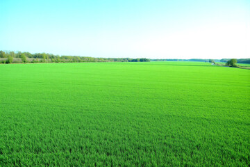 Obraz premium green field with a white background