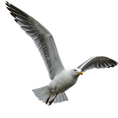 Obraz premium Seagull isolated on transparent or white background, png 