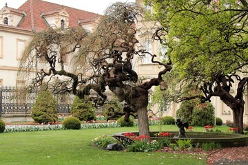 A gnarled tree in Fürstenberg Garden under Prague Castle, Czech Republic