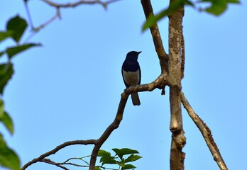 oriental magpie robin perched on a tree branch high up in the sky