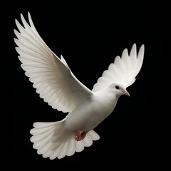 Fototapeta premium White Dove Soaring Through a Black Sky