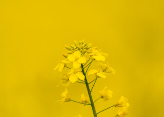 wagtail is set at rapeseed in nature
